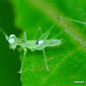 Katydid nymph