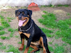 Fuego Santo Rottweiler  Criadero De Rottweiler