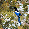 Black billed Magpie