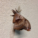 Moth the size of a bird.