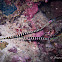 Banded Pipefish