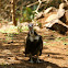 Hooded Vulture