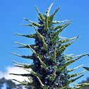 Puya berteroana