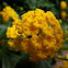 Lantana