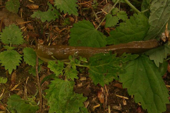 Spotting Image 1
