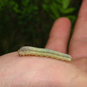 Sawfly Larva