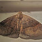 Maple Looper Moth