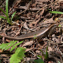 Common sun skink