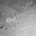 Mountain Lion