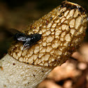 Common stinkhorn