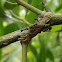 Tyrant ant