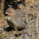 California towhee