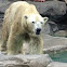 Polar bear
