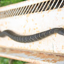 Northern Brown Watersnake