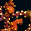 Pygmy Seahorse