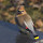 Bird Nerd