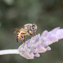 Common Honey Bee