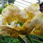Ascocenda Orchid