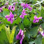 Garden Violet