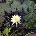Lilypad