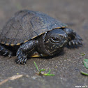 Pond Turtle
