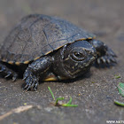 Pond Turtle