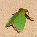 Parasa Moth