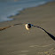 Laughing Gull