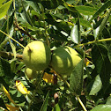 California Walnut