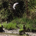 Great blue heron
