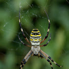 Spider