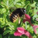 Carpenter Bee