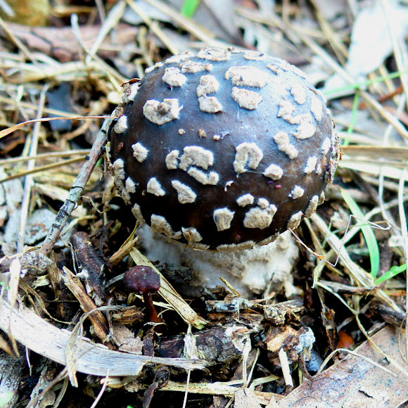 Spotting Image 1