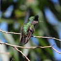 Antillean Crested Hummingbird