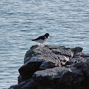 Eurasian Oystercatcher