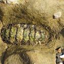Chiton