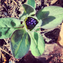 Virginia blue bell