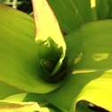 Sweet corn