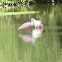 Roseate Spoonbill
