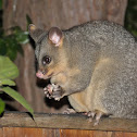 Common brushtail possum