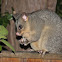 Common brushtail possum