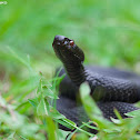 Nikolsky's Adder
