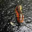 North American Milipede