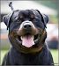 Cachorros Rottweiler
