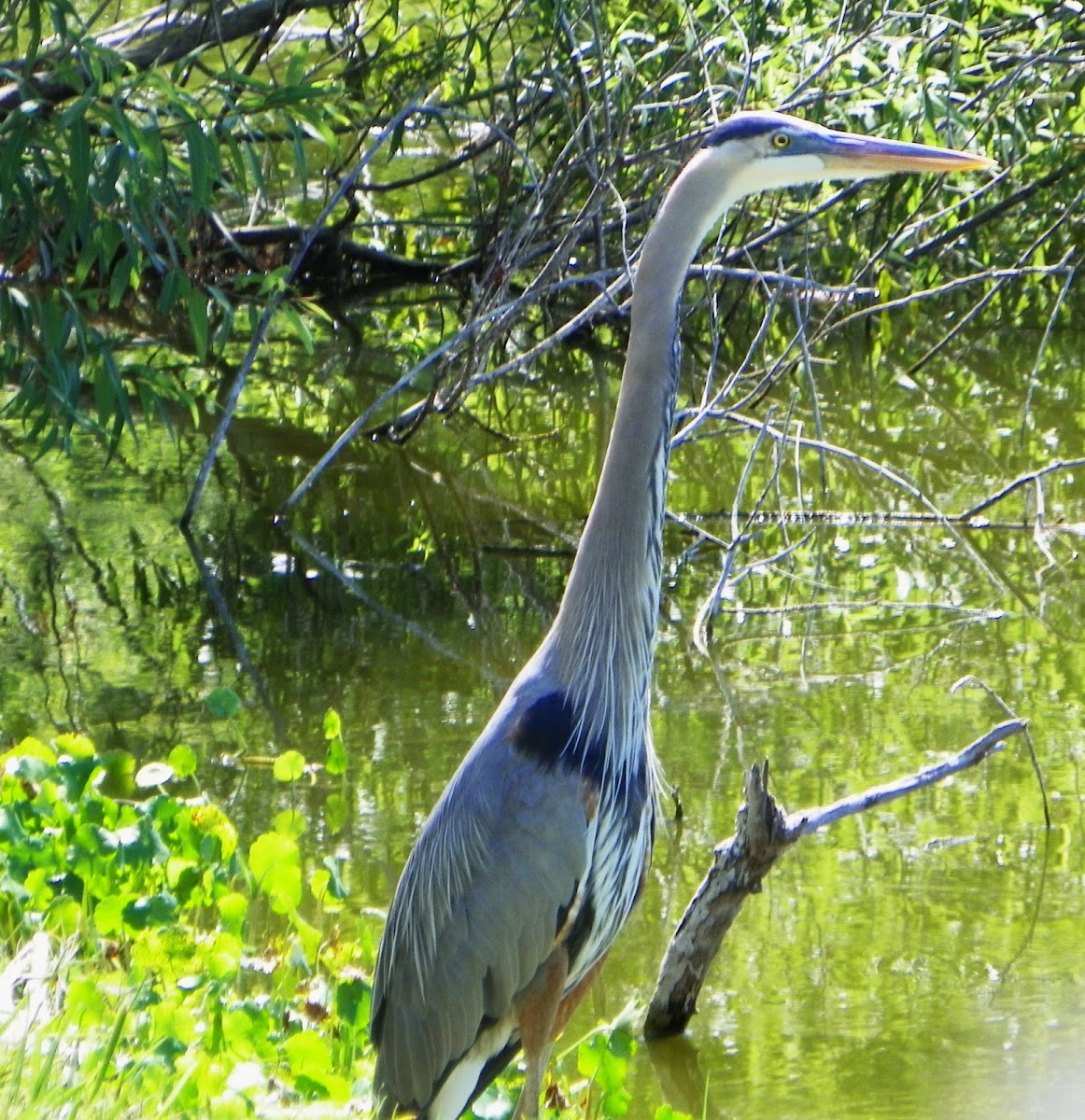 Great Blue Heron