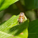 Spotted-eye Syrphid Fly