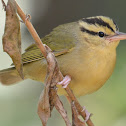Worm-eating Warbler
