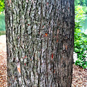 Bald cypress