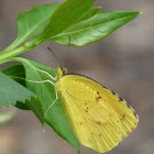 Sleepy Orange butterfly
