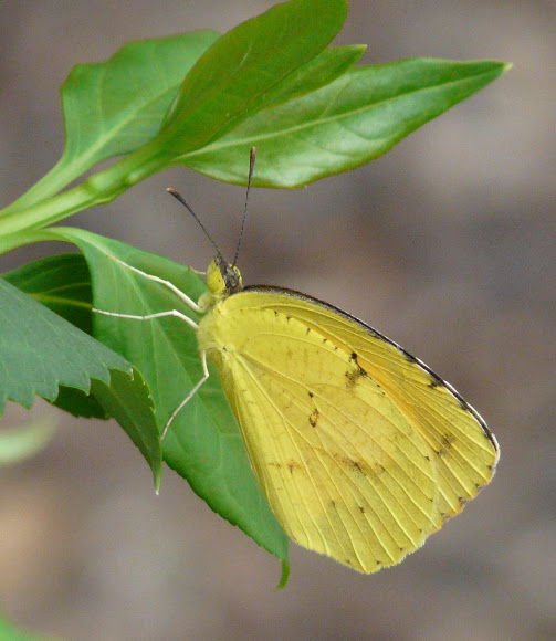 Spotting Image 1